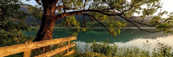 Drzewo, Gmina Weißensee, Jezioro Weißensee, Ogrodzenie, Karyntia, Austria