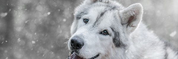 Śnieg, Siberian Husky