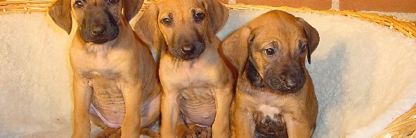 słodkie, Rhodesian ridgeback, szczeniaki, trzy