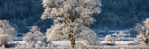 Pole, Drzewo, Zima