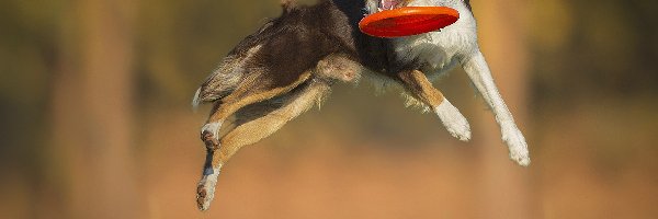 Frisbee, Skok, Border Collie