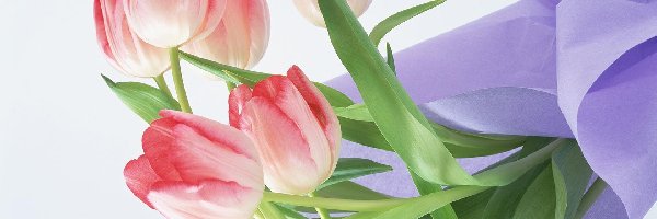 Serwetka, Tulipany