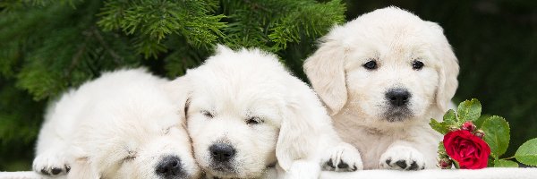 Golden retriever, Róża, Iglak, Szczeniaki