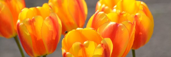 Tulipany, Pomarańczowożółte