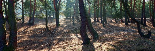 Przebijające Światło, Drzewa, Park