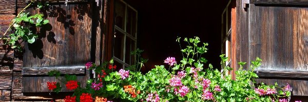 Dom, Pelargonie, Okno, Drewniany