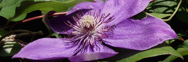 Clematis, Kwiat
