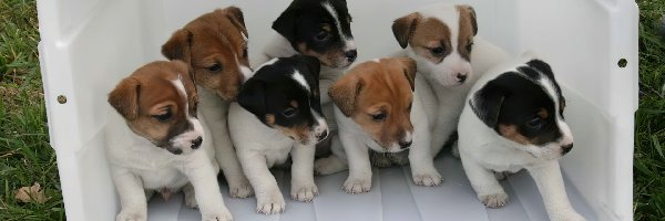 Jack Russell Terrierów, słodkich, siedem