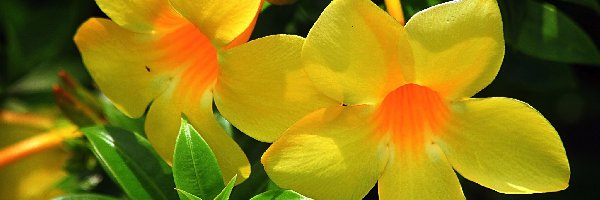 Żółte, Pnącze, Kwiaty, Alamanda