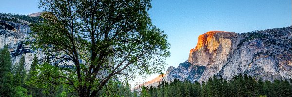 Drzewa, Park Narodowy Yosemite, Góry, Las, Stan Kalifornia, Stany Zjednoczone