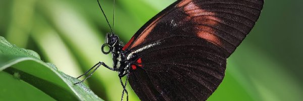 Motyl, Czarnobrązowy