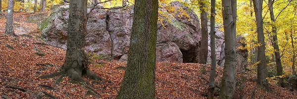 Głazy, Jaskinia, Wejście, Drzewa