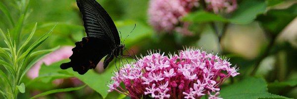 Czarny, Różowy, Motyl, Tawuła, Kwiat
