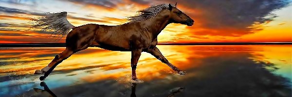 Galop, Słońca, Zachód, Koń