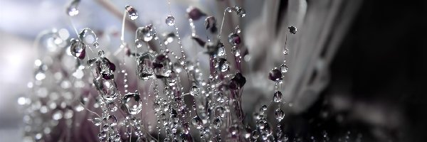 Trawa, Rosy, Krople