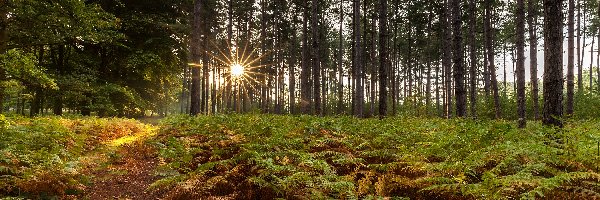 Las, Paprocie, Drzewa, Słońca, Promienie