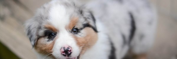 Owczarek australijski-australian shepherd, Szczeniak