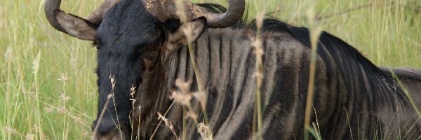 Trawa, Antylopa, Gnu