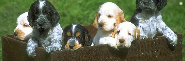 Cocker spaniel angielski, Pieski