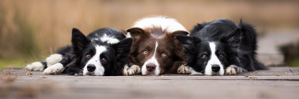 Border collie, Tło, Rozmyte, Psy