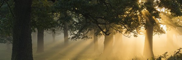 Drzewa, Przebijające Światło, Promienie słońca, Las