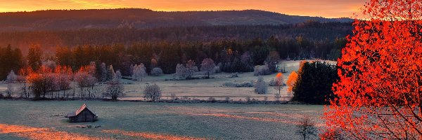 Pola, Światło, Przebijające, Drzewo, Domek