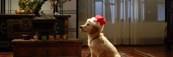 Golden retriever, Mikołaj, Szczeniak, Pies