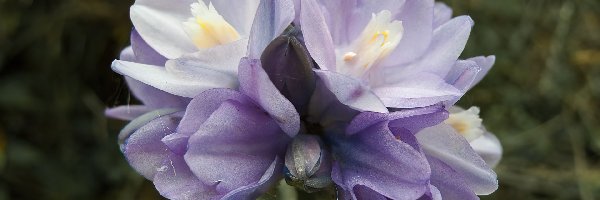 Dichelostemma, Kwiat