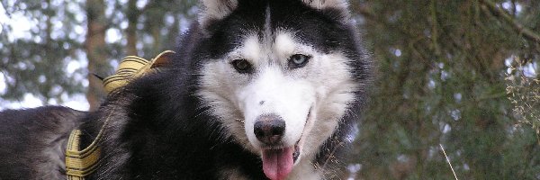 szelki, Siberian Husky