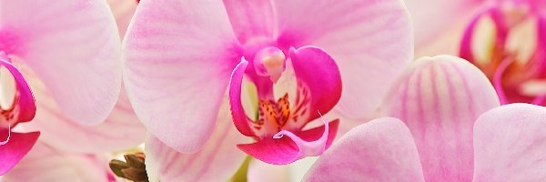 Orchidee, Różowe