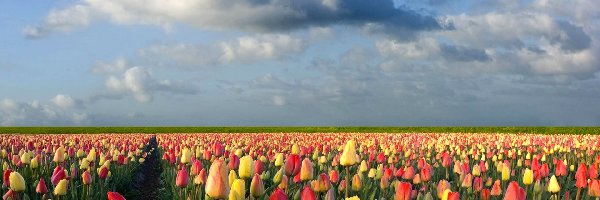 Tulipany