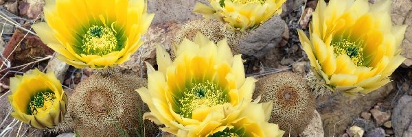 Copiapoa, Chilijski, Kaktus