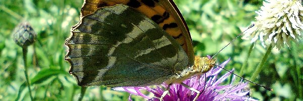 Malinowiec, Dostojka, Motyl