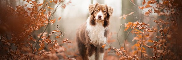 Krzewy, Gałęzie, Pień, Liście, Owczarek australijski, Pies