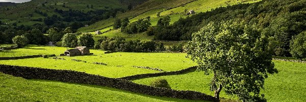 Murki, Park Narodowy Yorkshire Dales, Owce, Kamienne, Góry, Łąka, Drzewa, Dolina Swaledale, Anglia, Budynki