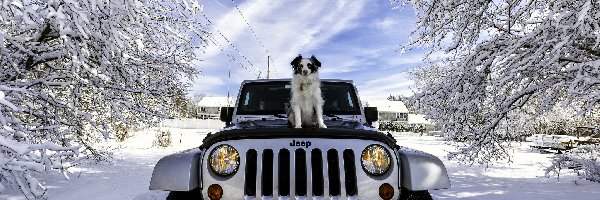 Zima, Jeep, Samochód, Owczarek australijski, Wrangler