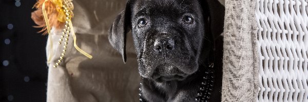 Koszyk, Korale, Cane Corso