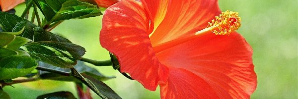 Hibiskus, Pomarańczowy