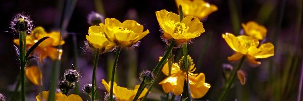 Jaskier, Kwiaty, Żółte