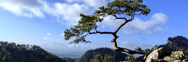 Pieniny, Drzewo, Sokolica, Góry