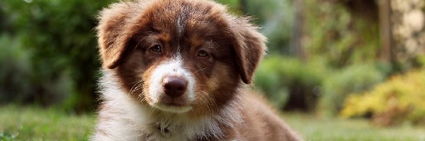 Owczarek australijski-australian shepherd, Szczeniak