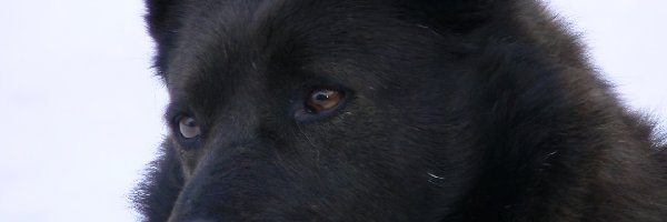 Schipperke, głowa