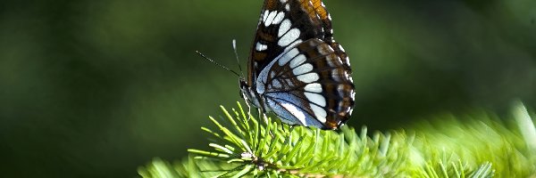 Gałązka, Motyl, Piękny, Zielona