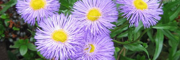 Ogród, Aster