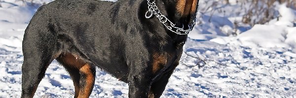 Rottweiler, Obroża, Śnieg