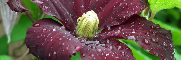 Clematis, Kwiat, Przyroda