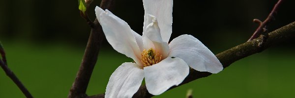 Kwiat, Biały, Magnolia Japońska