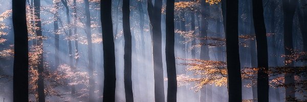 Jesień, Drzewa, Las, Słońca, Promienie