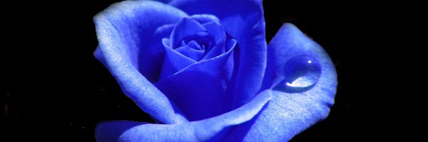 Róża, Niebieska, Kwiat
