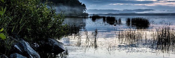 Mgła, Rosliny, Kamienie, Jezioro